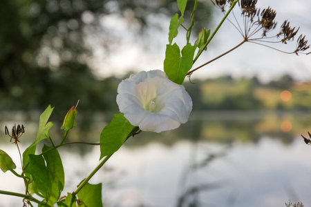 White flower of the bindweed, or morning glory on a blurred background of morning pond, close-upの写真素材