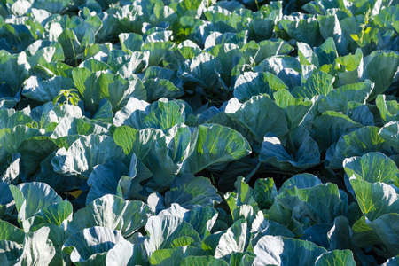 Field of the young unripe white cabbage even before of forming cabbage heads from their leaves, selective focus with a blurred backgroundの写真素材