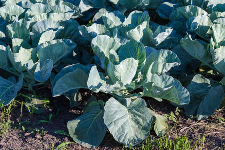 Young plant of unripe white cabbage even before of forming cabbage head from its leaves against the other cabbage on fieldの写真素材