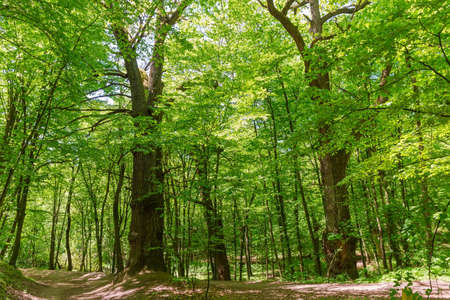 Section of the spring deciduous forest with footpath next to century-old oak trees in sunny weather
