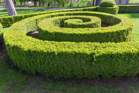 Ornamental trimmed shrubs of boxwood planted in spiral shape with clipped flat tops and sides in spring park, fragmentの写真素材