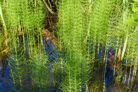 Young plants of Equisetum, also known as horsetail growing in water on the swamp in early summerの写真素材