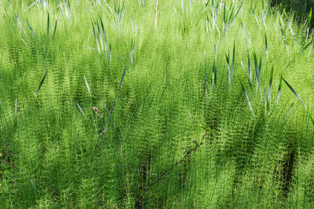Thicket of Equisetum, also known as horsetail growing on the swamp in early summerの写真素材