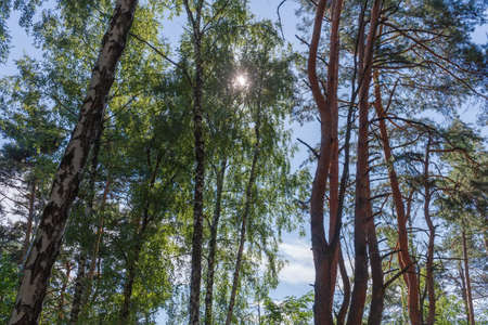 Fragment of the mixed deciduous and coniferous forest with sun beams through the birch foliage at summer day in backlightの写真素材