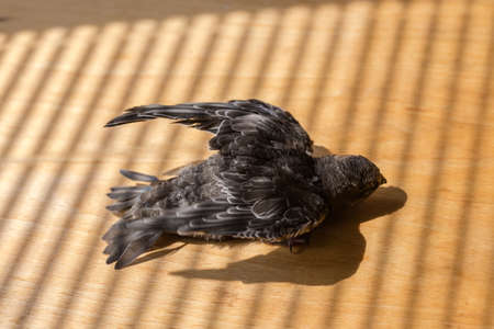 Not fully fledged nestling of black swift that was fallen out of the nest and handpicked for...