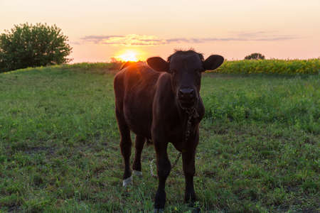 Black calf tied with a chain in the pasture against the evening sky with setting sun in back...