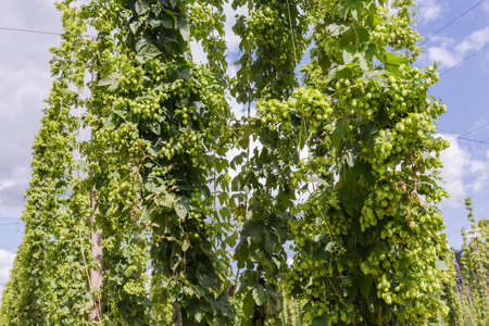 Stems of hop with cones climbing along the strings, growing in a hop yard against the skyの写真素材