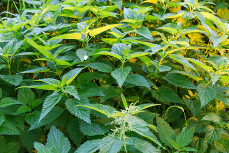 Bush of flowering stinging nettle with young shoots in the morning sunlight, selective focus