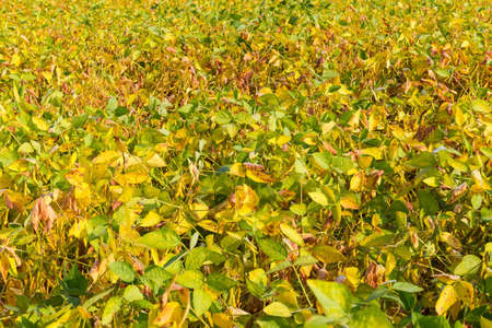 Fragment of the soybean field with get yellowing leaves and ripening pods in summer dayの写真素材
