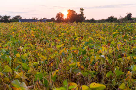 Part of the field with ripening soybean against the evening sky with setting sun backlitの写真素材