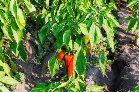 Plants of the bell pepper with ripening fruits covered with morning dew on fieldの写真素材