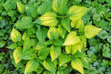 Bush of nettle with young shoots and green yellow leaves among the other plants, top view