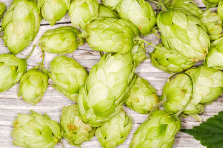 Seed cones of the hop on the old wooden surface, top view close-up in selective focus