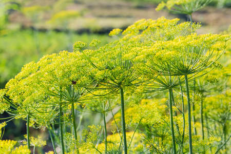 Tops of the tall stems of dill with umbel inflorescences on a field, close-up on a blurred backgroundの写真素材