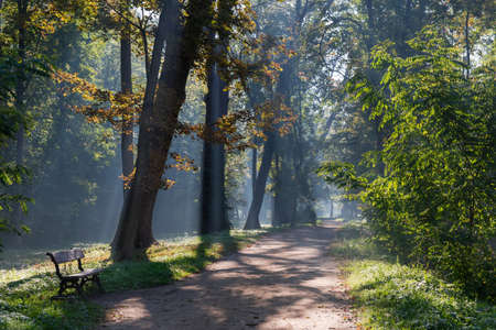 Footpath in park with bench along the old trees and shrubs illuminated with sun beams in a fog at...