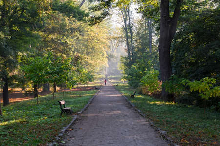 Straight footpath in park with benches on both sides among the old trees and shrubs at autumn sunny morningの写真素材