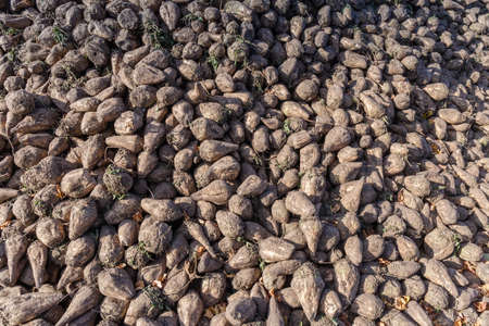 Sugar beet on the temporary heap on the field edge after harvesting with beet harvesters, fragmentの写真素材