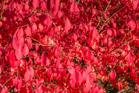 Fragment of the Winged euonymus bush with bright red leavesの写真素材