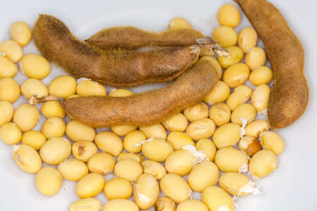 Ripe dry seeds and whole hairy pods of soybean on a white surface, close-up in selective focusの写真素材