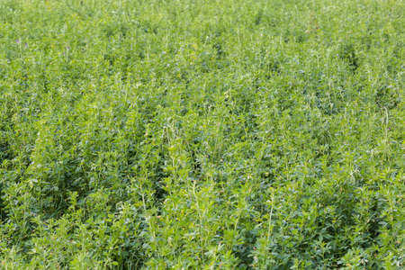 Section of the field with alfalfa grown up after the previous mowing at autumn cloudy dayの写真素材
