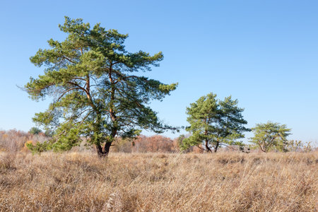 Three single pines with curved branching off the ground trunks growing among the meadow covered with tall withered grass at autumn sunny dayの写真素材