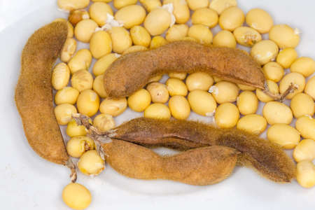 Ripe dry seeds and whole hairy pods of soybean, close-up on a white surfaceの写真素材