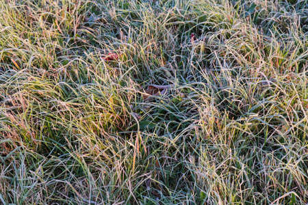 Section of the glade overgrown with different grass covered with hoarfrost in autumn morningの写真素材
