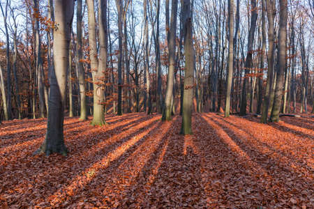 Section of beech forest with almost completely fallen foliage in sunny autumn day