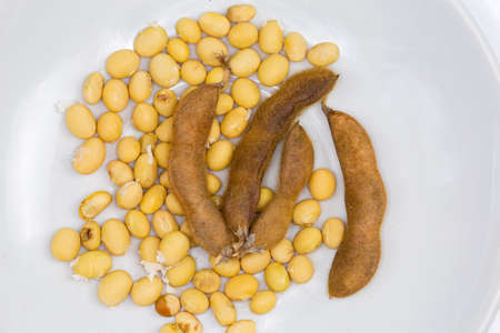 Ripe dry seeds and whole hairy pods of soybean on a white dish, top view close-upの写真素材