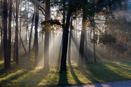 Section of park with different trees and shrubs illuminated with sun beams in a fog at autumn morning backlitの写真素材