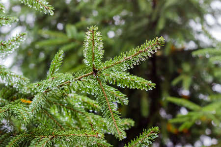 Branches of fir tree with water drops on the tips of the needles in overcast rainy weather on a...