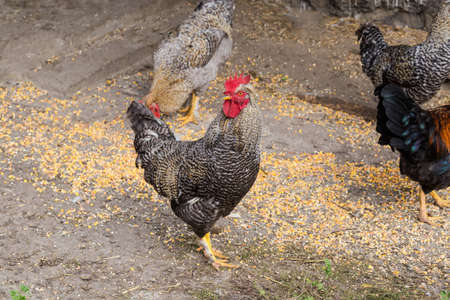 Rooster with variegated gray plumage reared outdoors against the other chickens on the farm yardの写真素材