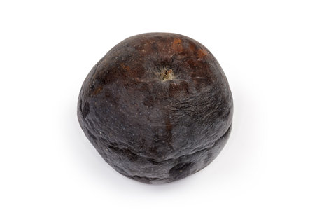 Single completely spoiled rotten blackened red apple on a white background close-upの写真素材