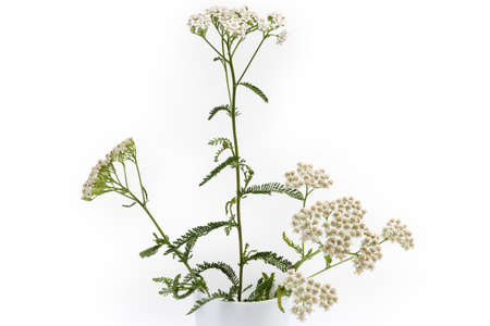 Stems of the flowering yarrow with inflorescences and leaves close-up on a white backgroundの写真素材