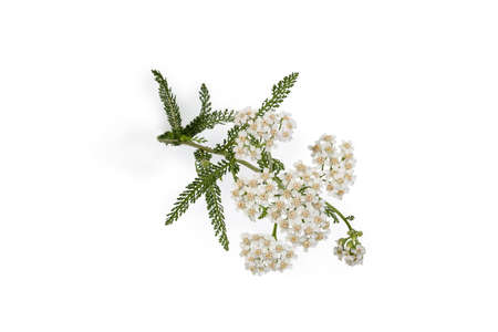 Stem of the flowering yarrow with inflorescences and leaves close-up on a white background, top view...