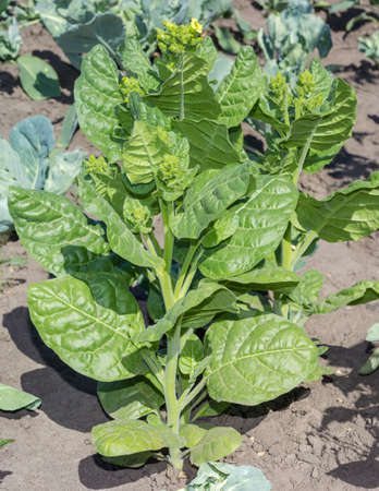 Two stems of tobacco with young leaves, flowers and flower buds on a field close-up
