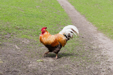 Variegated brown and black rooster with white feathers on a tail reared outdoors run on the farm yardの写真素材