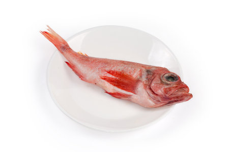 Raw defrosted single carcass of redfish also known as ocean perch or Norway haddock on the white...