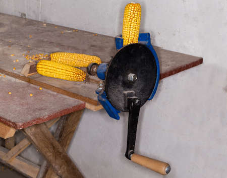 Old manual desk peeler for cleaning corn cobs from grains in a small private farm