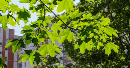 Branch of the Norway maple with fresh leaves and unripe green double winged seeds on a blurred...