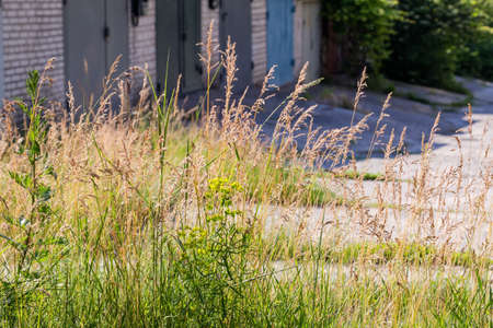 Wild growing grass with dry ears on high stems and other different wild plants on a blurred background of the industrial constructions, close-up in selective focusの写真素材