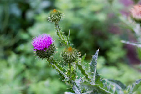 Flower heads of thistle, specie Onopordum acanthium, also known as cotton thistle close-up on a blurred background of the other different grass, selective focusの写真素材