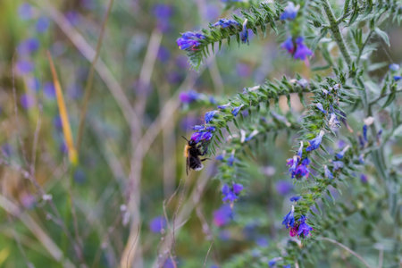 Stem of flowering Echium vulgare, also known as blueweed with bumblebee on flower on a blurred background, selective focusの写真素材