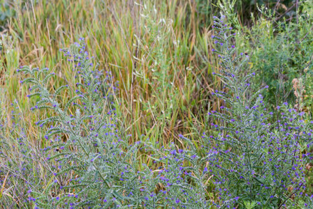 Fragment of the glade with stems of flowering Echium vulgare, also known as blueweed on a foreground...