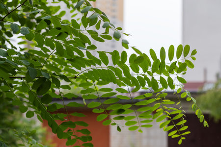 Branch of the black locust tree with green leaves and thorns on a blurred background of different buildingsの写真素材