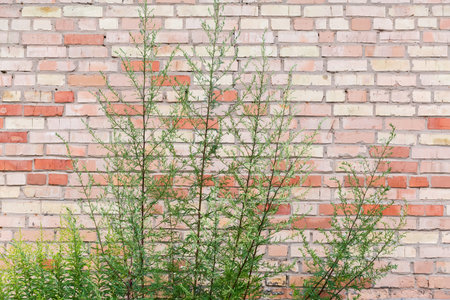 Tall stems of the flowering mugwort, species Artemisia vulgaris, also known as common mugwort on a background of the rough red brick wallの写真素材