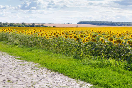 Field of the blossom sunflowers the rural road paved with stones against the distant trees and skyの写真素材