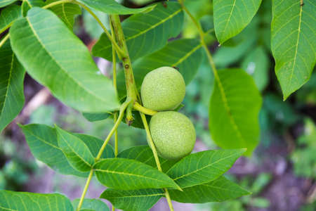 Branch of walnut tree with two unripe fruits in green husks on a blurred backgroundの写真素材
