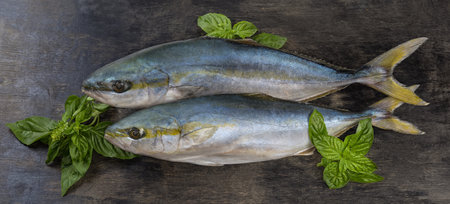 Two raw carcasses of the yellowtail of species japanese amberjack and twigs of the fresh green basil on a black surfaceの写真素材