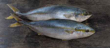 Two raw carcasses of the yellowtail of species japanese amberjack on a black surface